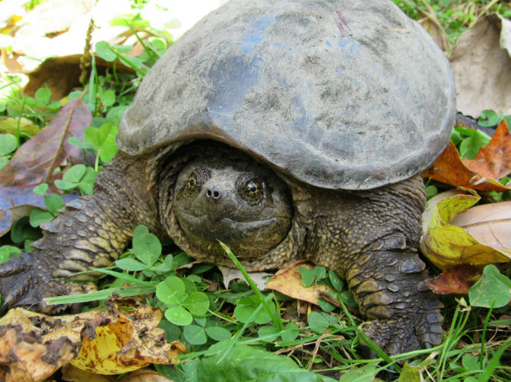Snapping Turtle